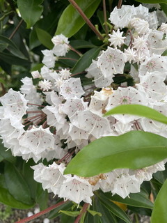 IMG_5675.jpg